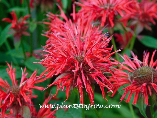 An heirloom Monarda that still competes with the new hybrids.